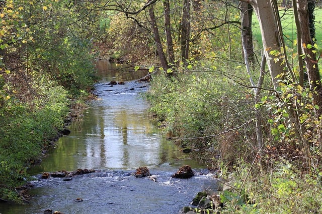 Free download stream trees nature woods shrubs free picture to be edited with GIMP free online image editor