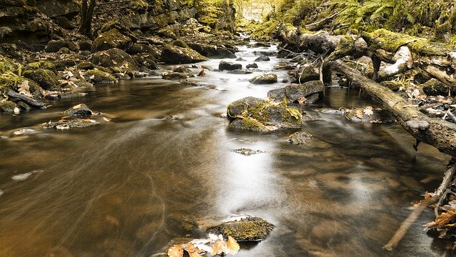 הורדה חינם Stream Water Forest - תמונה או תמונה בחינם לעריכה עם עורך התמונות המקוון GIMP