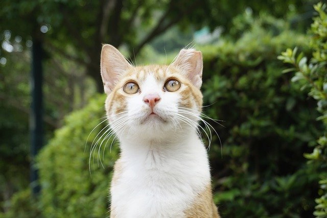 Ücretsiz indir Street Cat Gilnyangyi Mango Busan - GIMP çevrimiçi resim düzenleyiciyle düzenlenecek ücretsiz fotoğraf veya resim