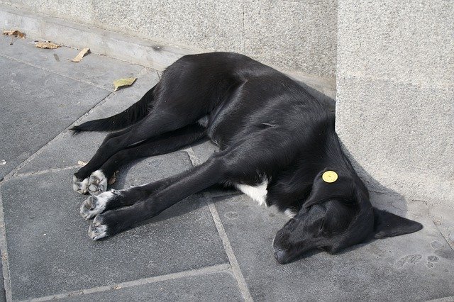 הורדה חינם Street Dog Tbilisi Quiet - תמונה או תמונה בחינם לעריכה עם עורך התמונות המקוון GIMP