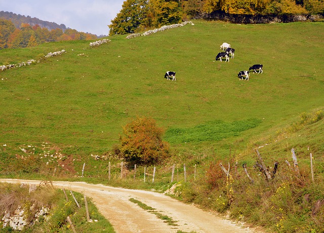 Descărcare gratuită imaginea gratuită a turmei de vaci pentru excursie la munte pe stradă, pentru a fi editată cu editorul de imagini online gratuit GIMP