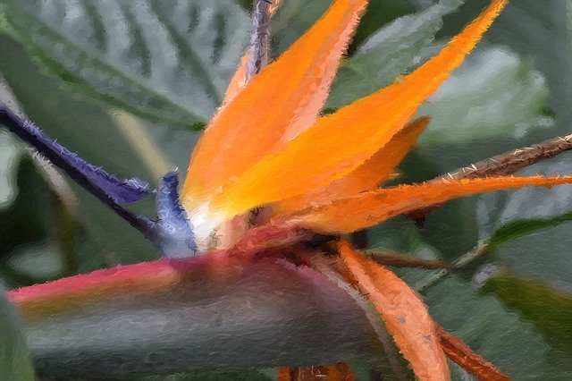 Free download Strelitzia Bird Of Paradise Flower -  free illustration to be edited with GIMP free online image editor