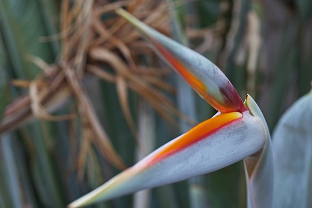 Free download strelitzia flower bud free picture to be edited with GIMP free online image editor
