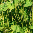 String bean  screen for extension Chrome web store in OffiDocs Chromium