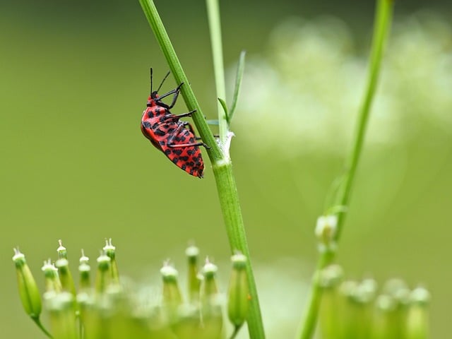 Free download strip bug insect close up free picture to be edited with GIMP free online image editor