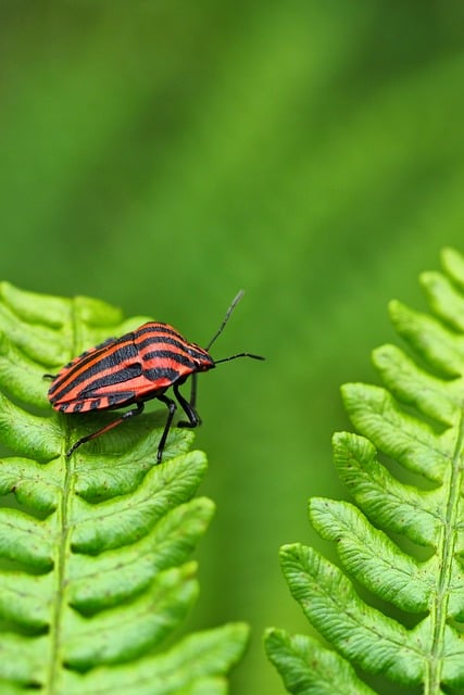 Free download strip bug insect striped free picture to be edited with GIMP free online image editor