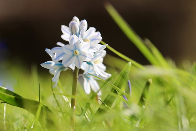Free download striped squill plant lebanon squill free picture to be edited with GIMP free online image editor