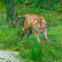 Striped tiger by the river  screen for extension Chrome web store in OffiDocs Chromium