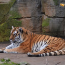 Striped tiger in the zoo  screen for extension Chrome web store in OffiDocs Chromium
