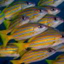 Striped yellow sea fish  screen for extension Chrome web store in OffiDocs Chromium