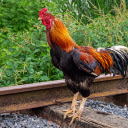 Strong rooster  screen for extension Chrome web store in OffiDocs Chromium