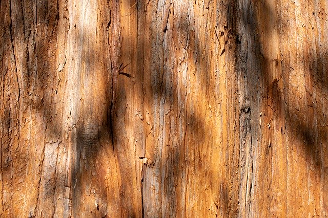 Free download Structure Background Cypress Tree -  free photo or picture to be edited with GIMP online image editor