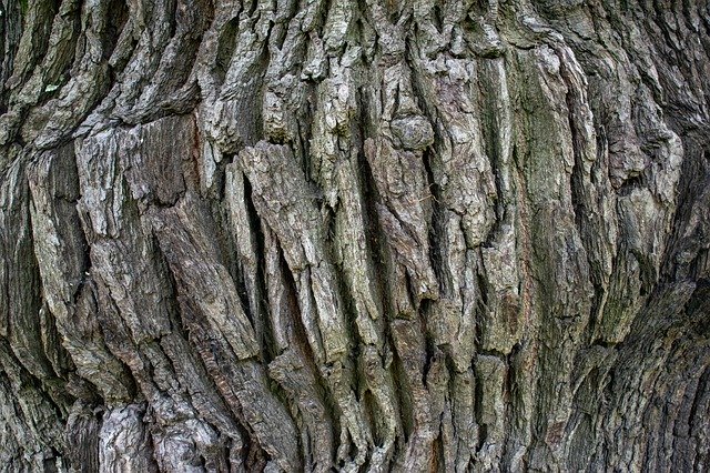 Free picture Structure Background Oak Tree -  to be edited by GIMP free image editor by OffiDocs