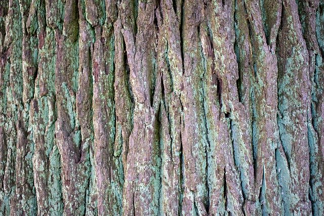 Free download Structure Background Tree Bark -  free photo or picture to be edited with GIMP online image editor