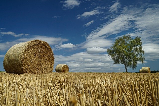 Скачать бесплатно Stubble Straw Agriculture - бесплатное фото или изображение для редактирования с помощью онлайн-редактора изображений GIMP