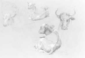 Free download Studies of Cows and Calves free photo or picture to be edited with GIMP online image editor