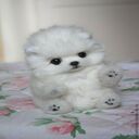 stuffed animal dog wallpapery  screen for extension Chrome web store in OffiDocs Chromium