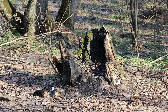 Muat turun percuma Stump Forest Tree - foto atau gambar percuma untuk diedit dengan editor imej dalam talian GIMP