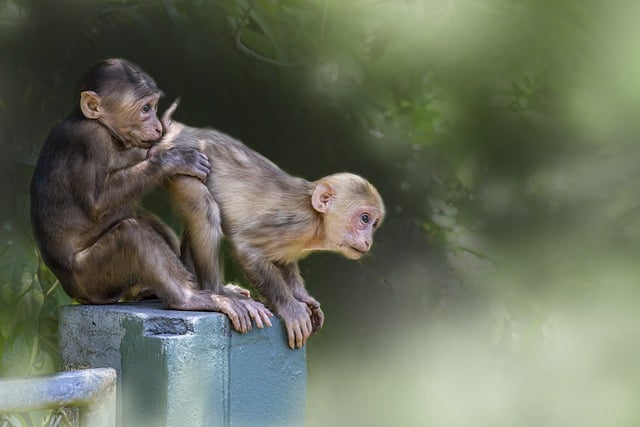 Free graphic stump tailed macaques monkeys to be edited by GIMP free image editor by OffiDocs