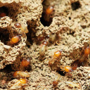 Subterranean termites  screen for extension Chrome web store in OffiDocs Chromium