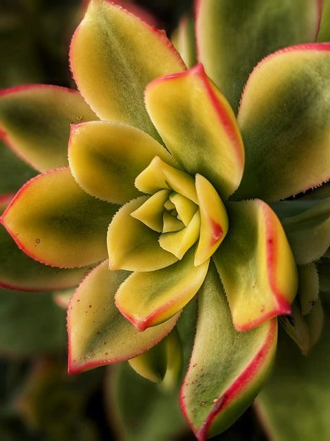 Free download succulent aeonium petals greenery free picture to be edited with GIMP free online image editor