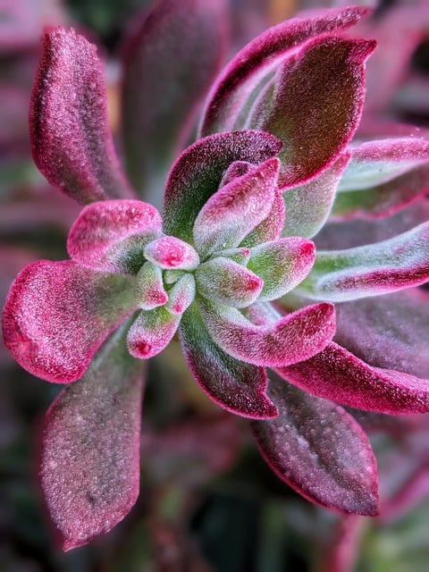 Бесплатно загрузите суккулентное ботаническое растение природа бесплатное изображение для редактирования в GIMP бесплатный онлайн-редактор изображений