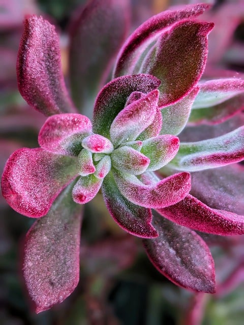 Gratis download succulente plantkunde plant natuur gratis foto om te bewerken met GIMP gratis online afbeeldingseditor