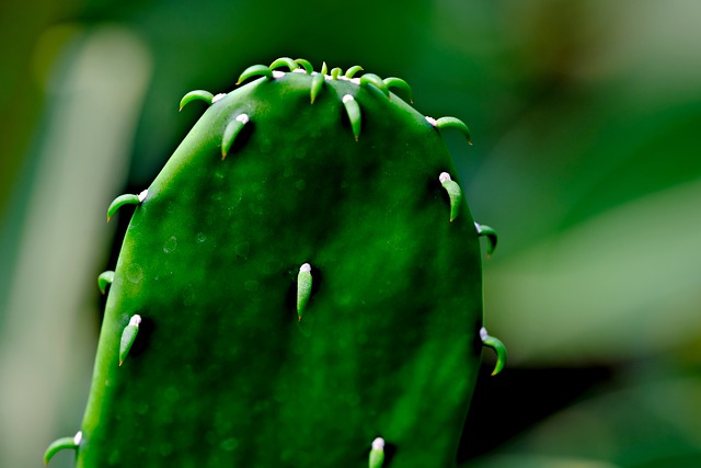 Free download succulent cactus flora plant free picture to be edited with GIMP free online image editor