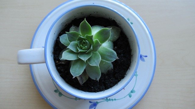 Free picture Succulent Cup Plant -  to be edited by GIMP free image editor by OffiDocs