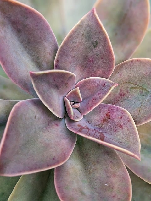 Gratis download sappige echeveria telefoon wallpaper gratis foto om te bewerken met GIMP gratis online afbeeldingseditor