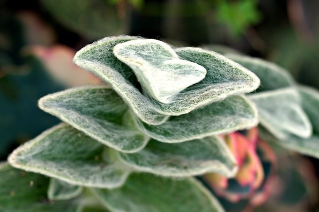 Free download succulent flora flower nature free picture to be edited with GIMP free online image editor