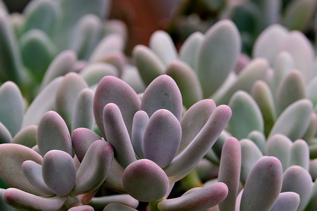 Free download succulent flora nature plant free picture to be edited with GIMP free online image editor