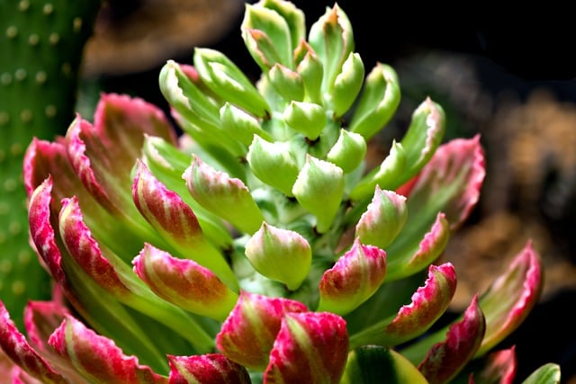 Free download succulent flower flora nature free picture to be edited with GIMP free online image editor