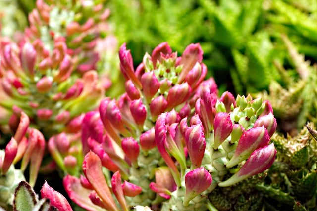 Free download succulent flowers flora nature free picture to be edited with GIMP free online image editor