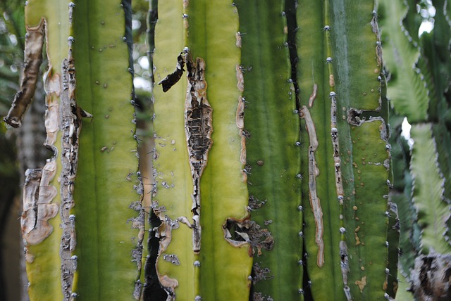Scarica gratuitamente l'immagine gratuita della natura del cactus verde succulento da modificare con l'editor di immagini online gratuito GIMP