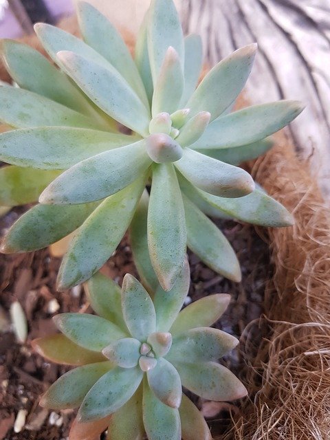 Free download Succulent Green Plant -  free photo or picture to be edited with GIMP online image editor
