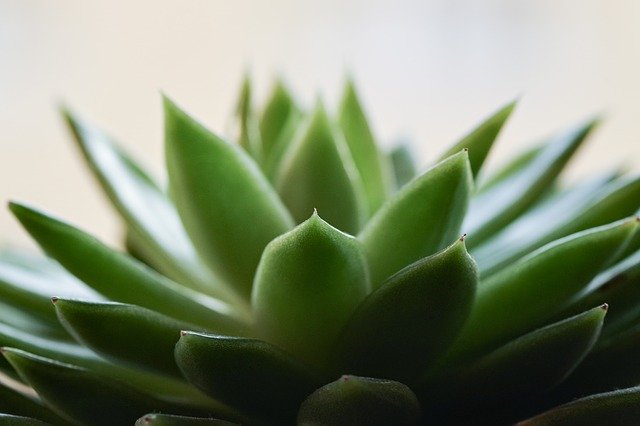 Free download Succulent Green Plant Cactus -  free photo or picture to be edited with GIMP online image editor