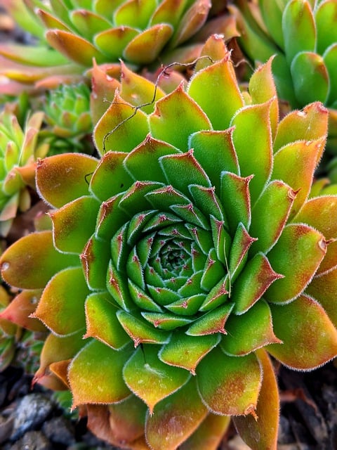 Free download succulent houseleek sempervivum free picture to be edited with GIMP free online image editor