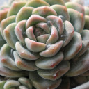 Succulent plant and water drops  screen for extension Chrome web store in OffiDocs Chromium