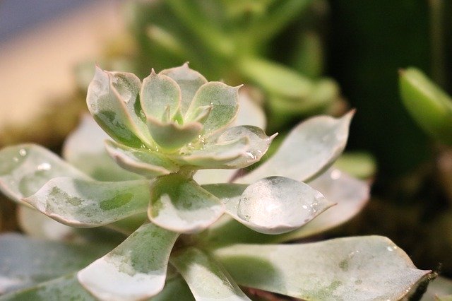 Free picture Succulent Plant Cactus -  to be edited by GIMP free image editor by OffiDocs