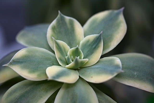 Free download succulent plant flora nature free picture to be edited with GIMP free online image editor