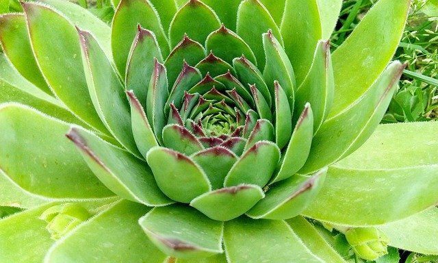 Free picture Succulent Plant Nature -  to be edited by GIMP free image editor by OffiDocs
