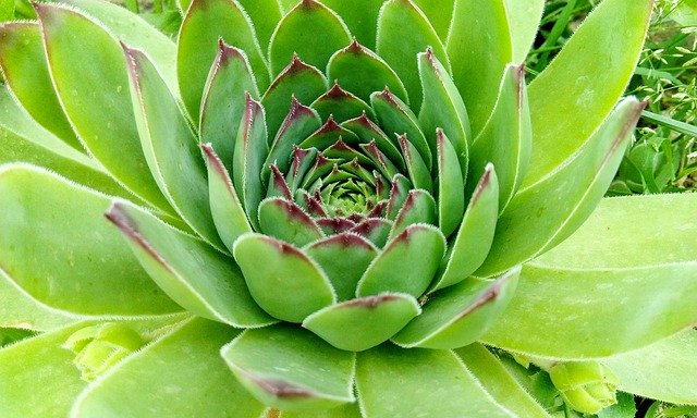 Безкоштовно завантажте Succulent Plant Nature - безкоштовне фото або зображення для редагування за допомогою онлайн-редактора зображень GIMP