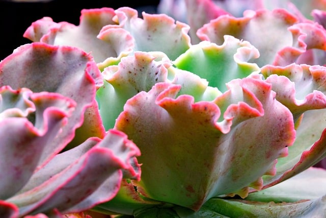 Free download succulent plant nature pink leaves free picture to be edited with GIMP free online image editor
