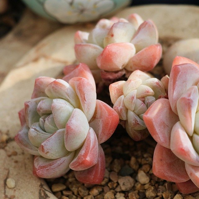 Free download Succulent Plants Botany Lovely -  free free photo or picture to be edited with GIMP online image editor