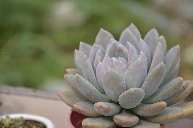 Free download Succulent Plants The Fleshy Desert -  free photo or picture to be edited with GIMP online image editor