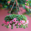 Succulent potted wallpaper  screen for extension Chrome web store in OffiDocs Chromium