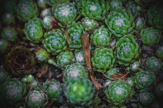 Muat turun percuma Succulents Fat Plants Green - foto atau gambar percuma untuk diedit dengan editor imej dalam talian GIMP