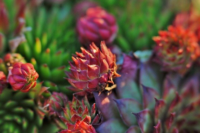 Download grátis Succulents Plant Nature - foto ou imagem grátis para ser editada com o editor de imagens online GIMP