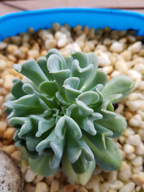 Free download Succulents Plants Botanical -  free photo or picture to be edited with GIMP online image editor
